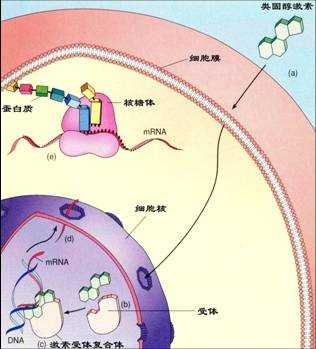 类固醇，类固醇的作用与功效!