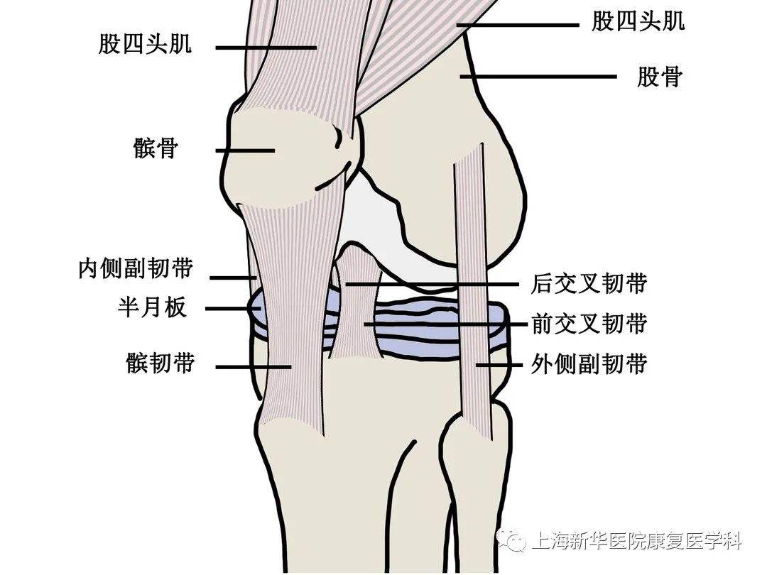 十字韧带撕裂，十字韧带撕裂能完全恢复吗!